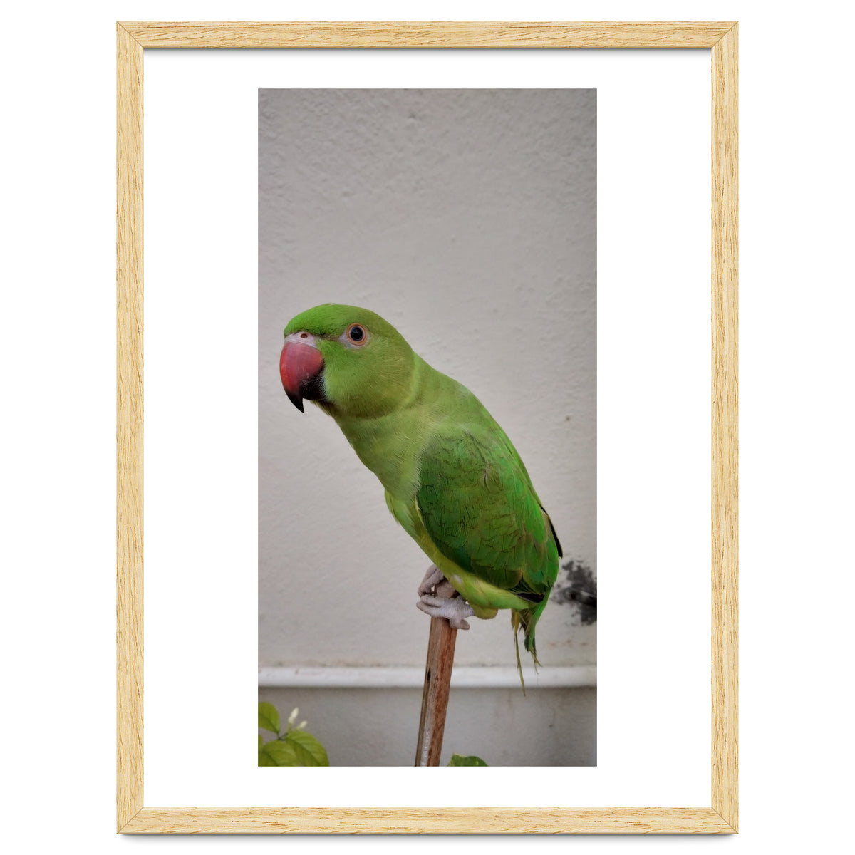 Beautiful Indian Parakeet