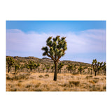 Joshua Tree (Print Only) thumbnail