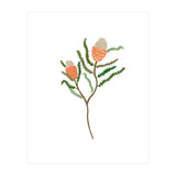 Banksia Flowers (Print Only) thumbnail
