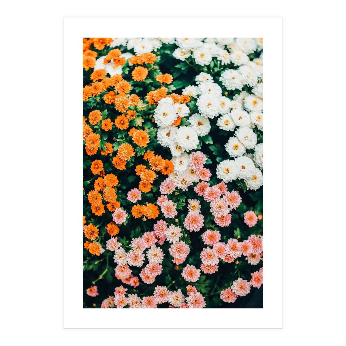 In My Garden (Print Only)