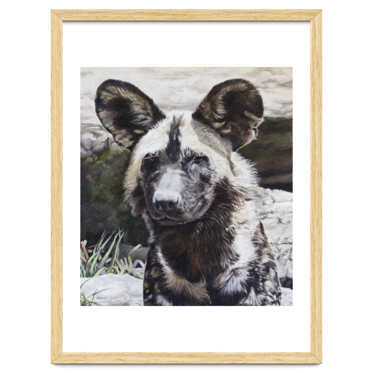 African Painted Dog II