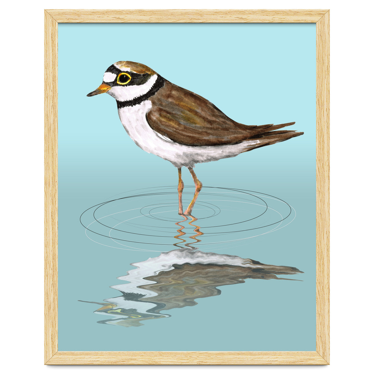 Little ringed  plover