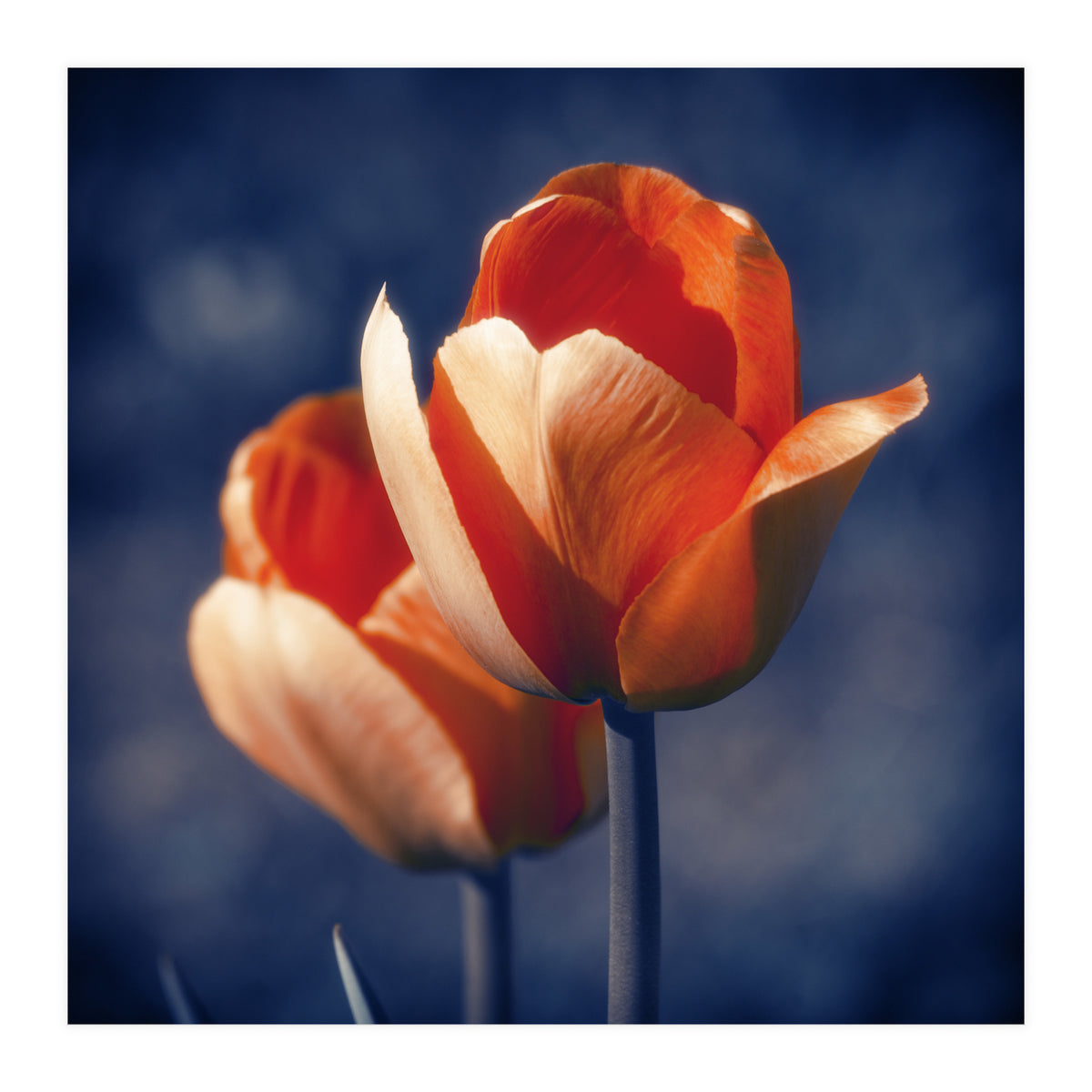 Tulips Flowers (Print Only)