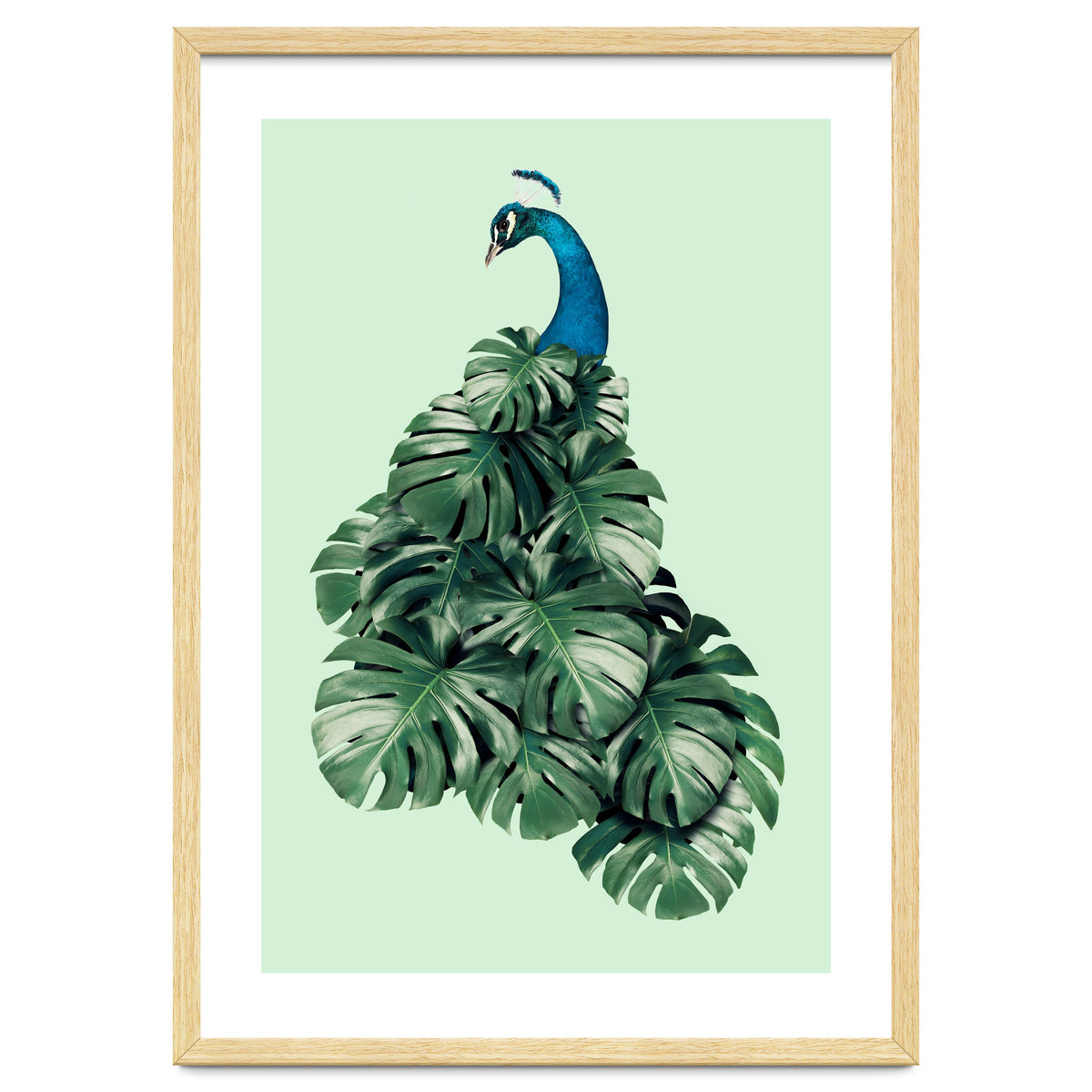 Monstera Bird