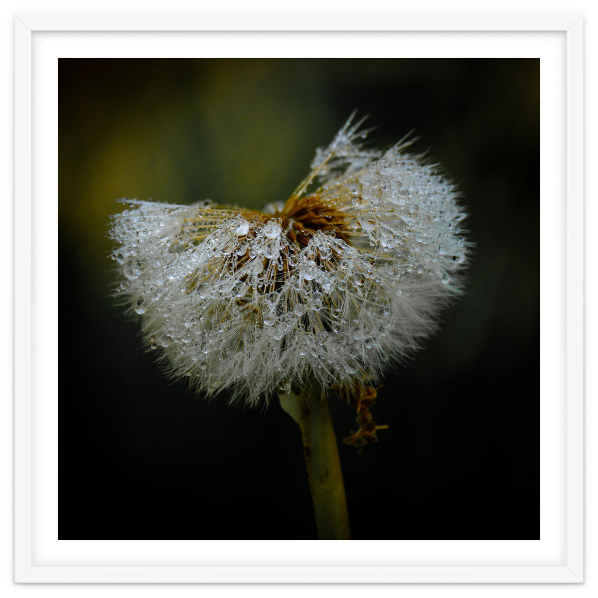 Dandelion with Raindrops