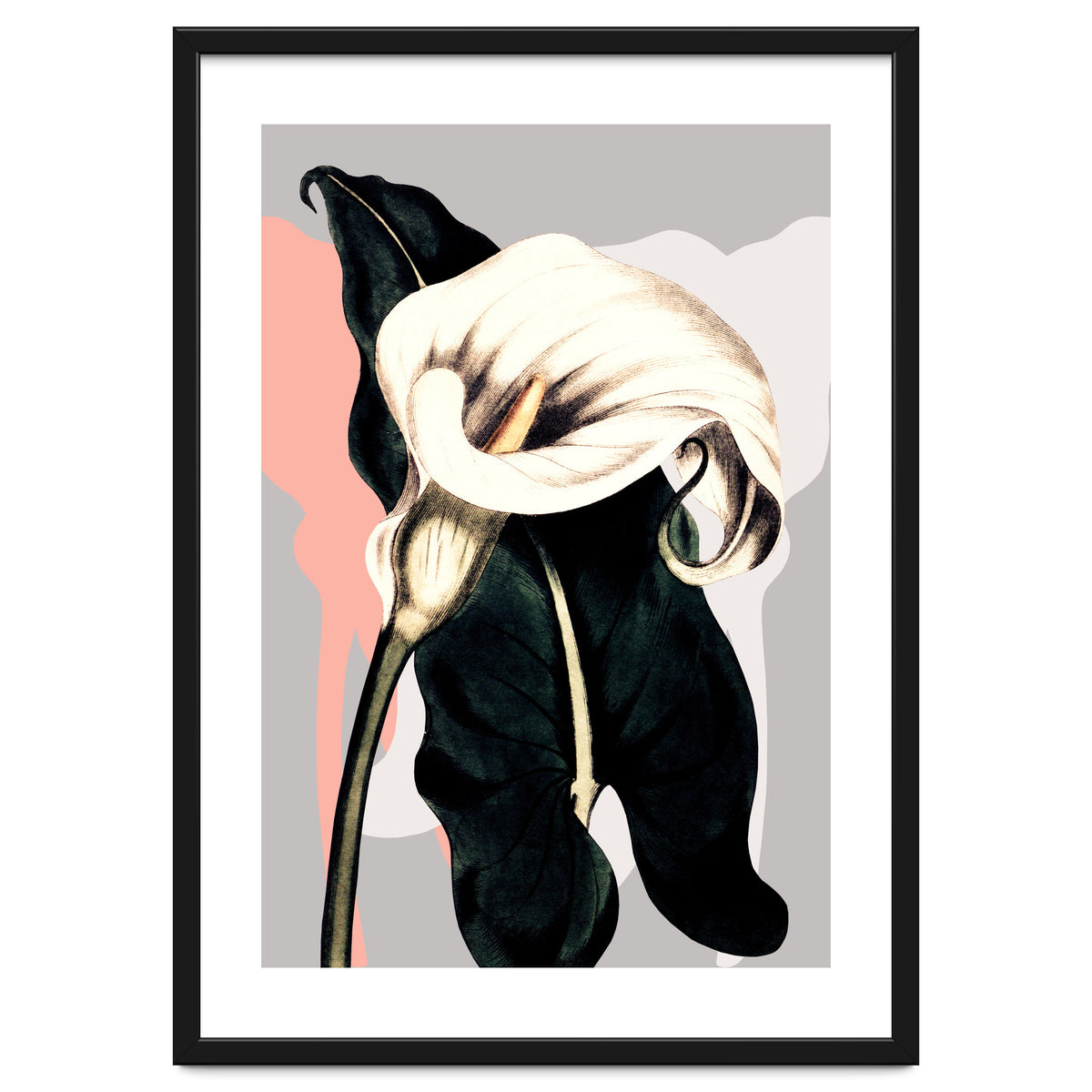Calla lily flower