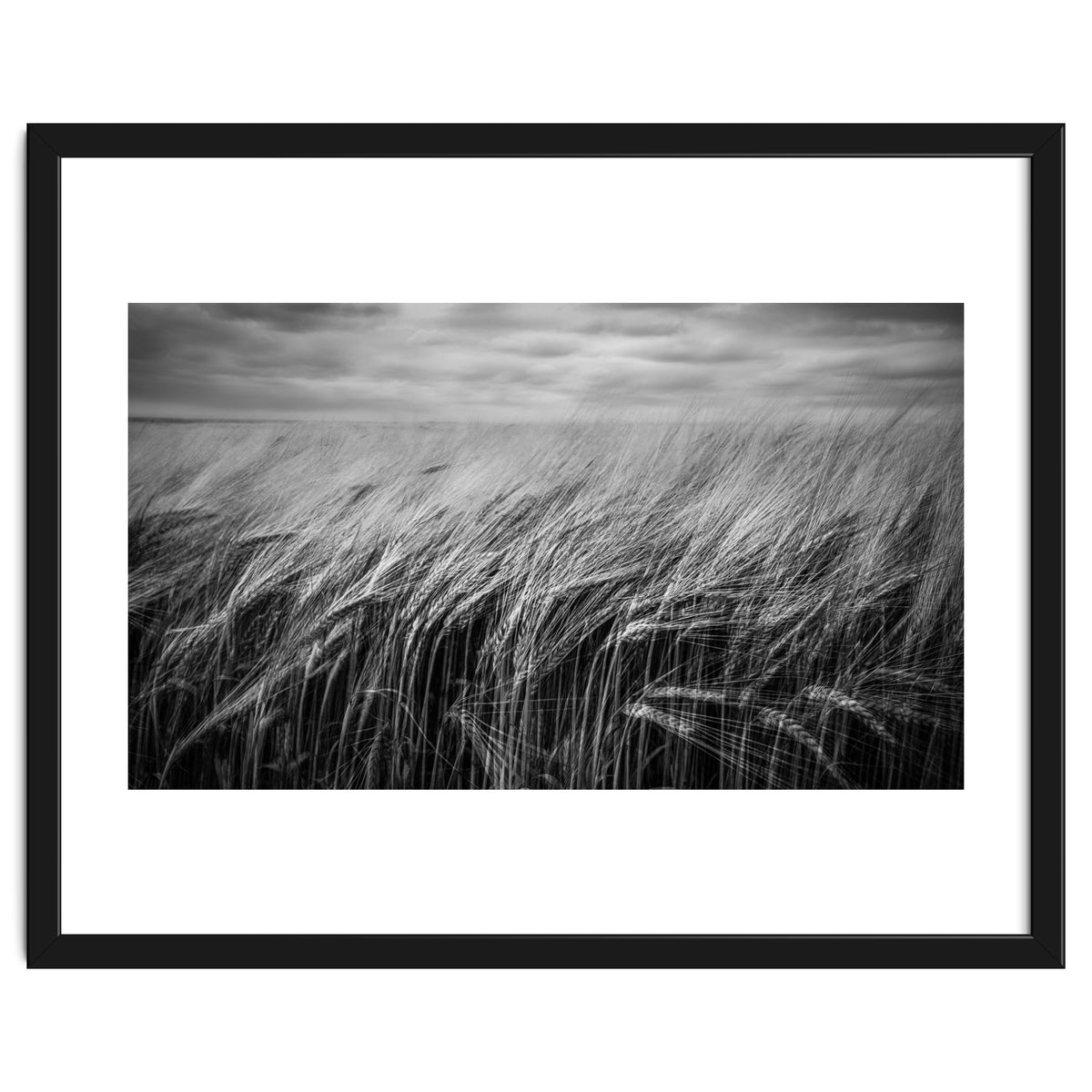 Moody Barley Field