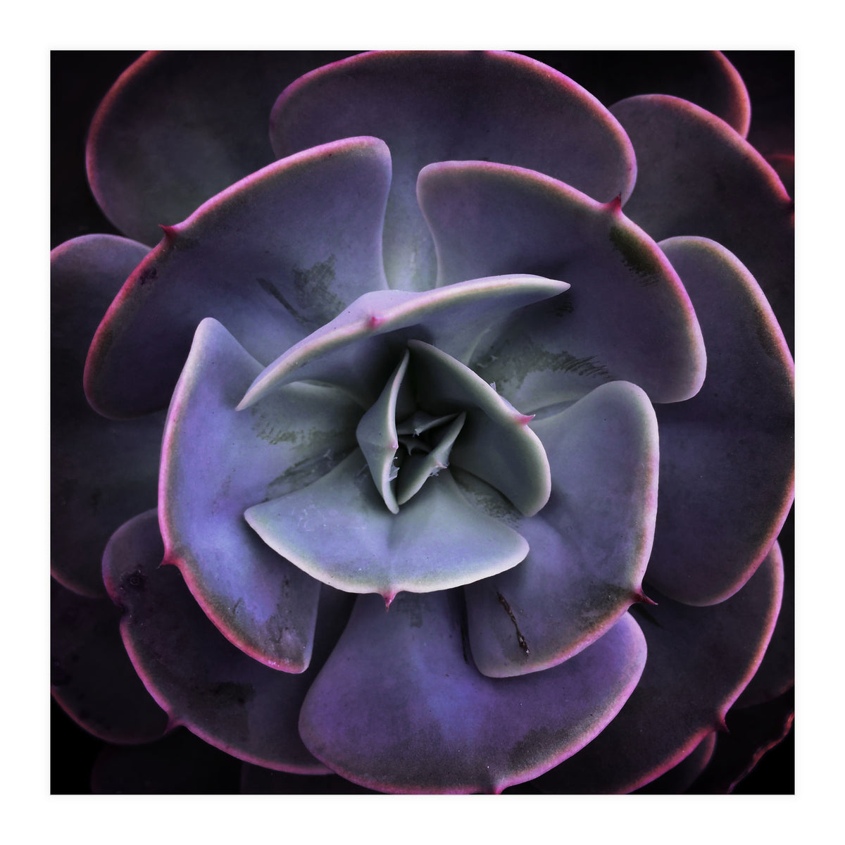 DARKSIDE OF SUCCULENTS VII (Print Only)