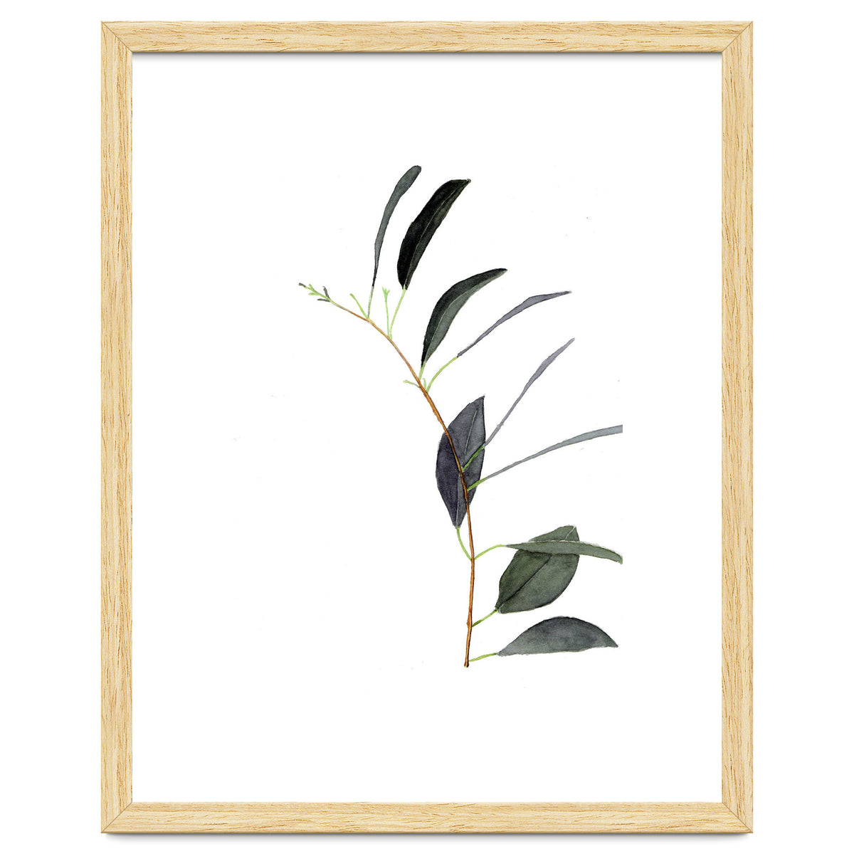 Untitled #14 - Eucalyptus