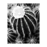 Cactus (Print Only) thumbnail