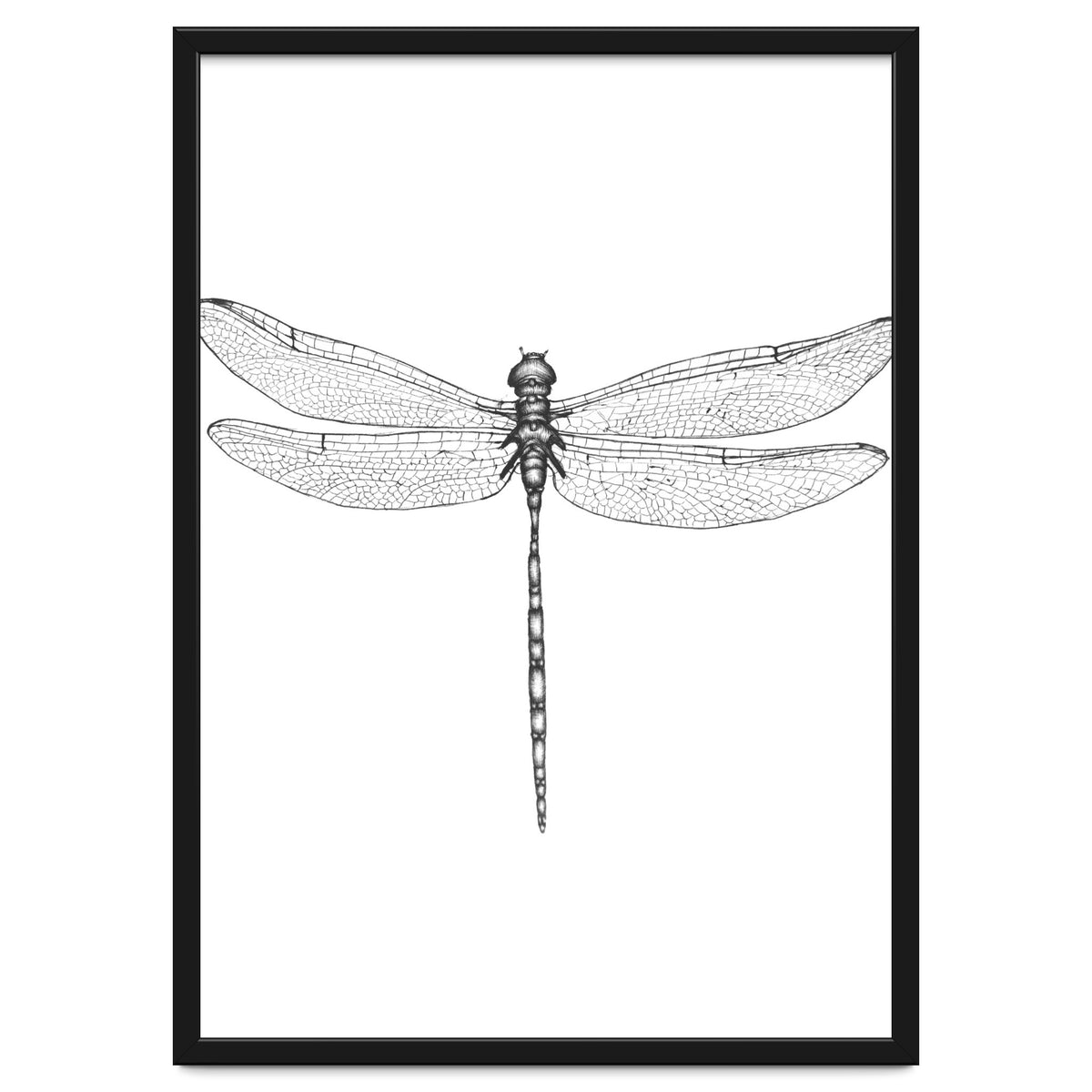 Dragonfly Wings