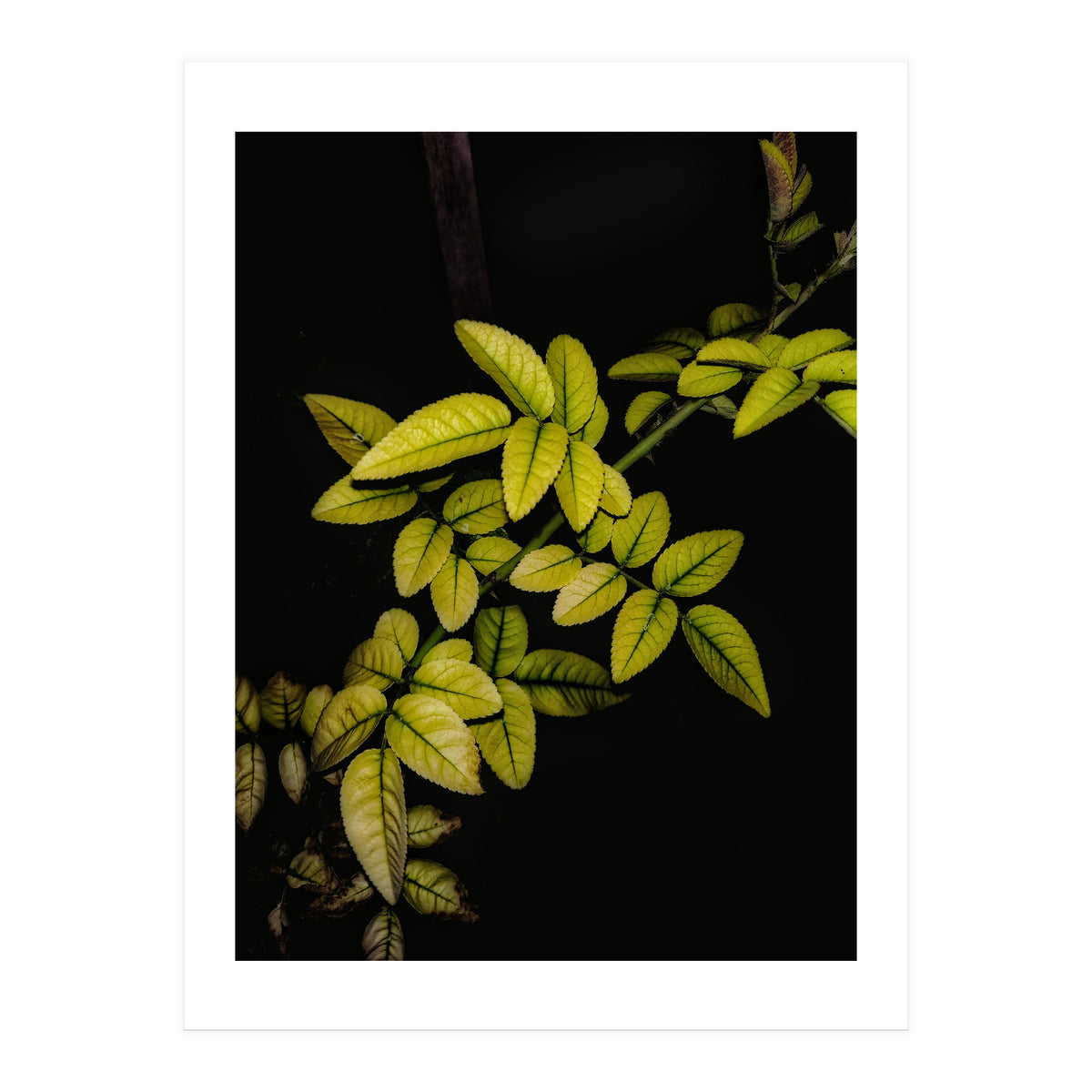 Dew Drops Leaves (Print Only)