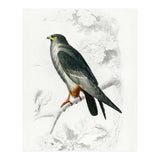 Red-footed Falcon illustrated (Print Only) thumbnail