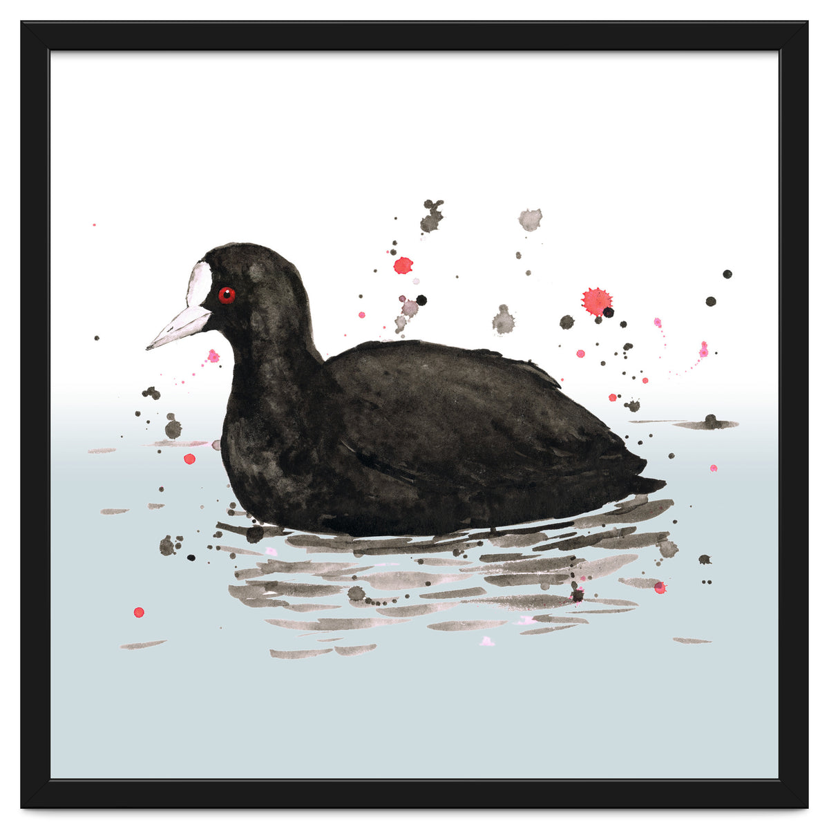 Common coot