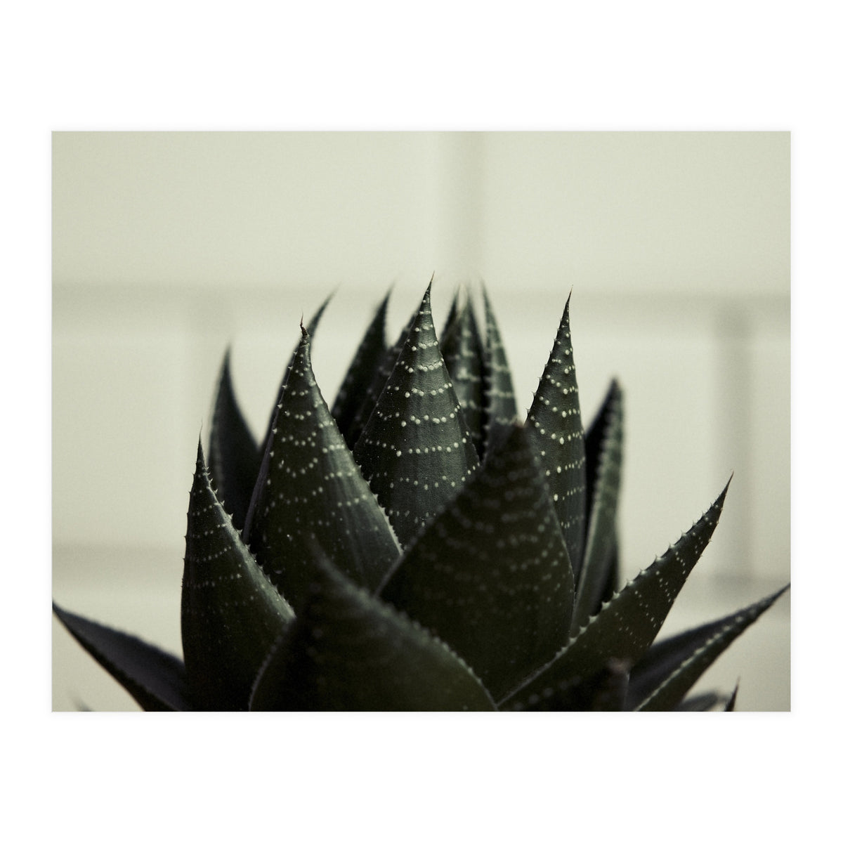 Succulent (Print Only)