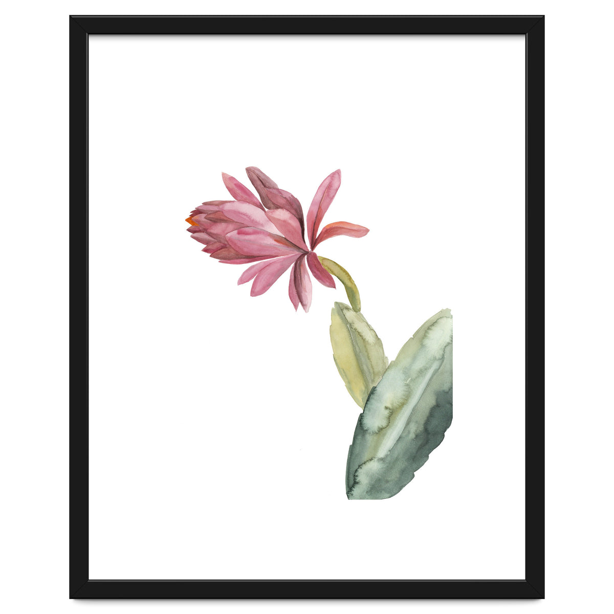 Botanical Illustration Pink Cactus Flower