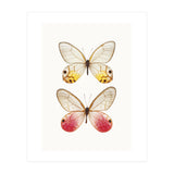 Cc Butterflies 04 (Print Only) thumbnail