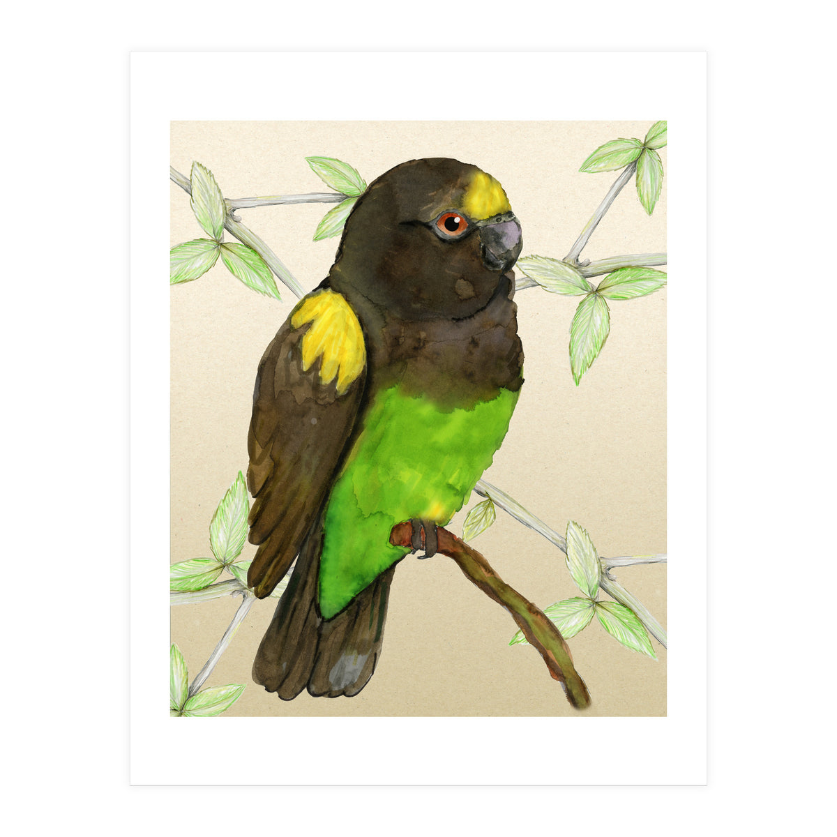 Meyer's parrot watercolor (Print Only)