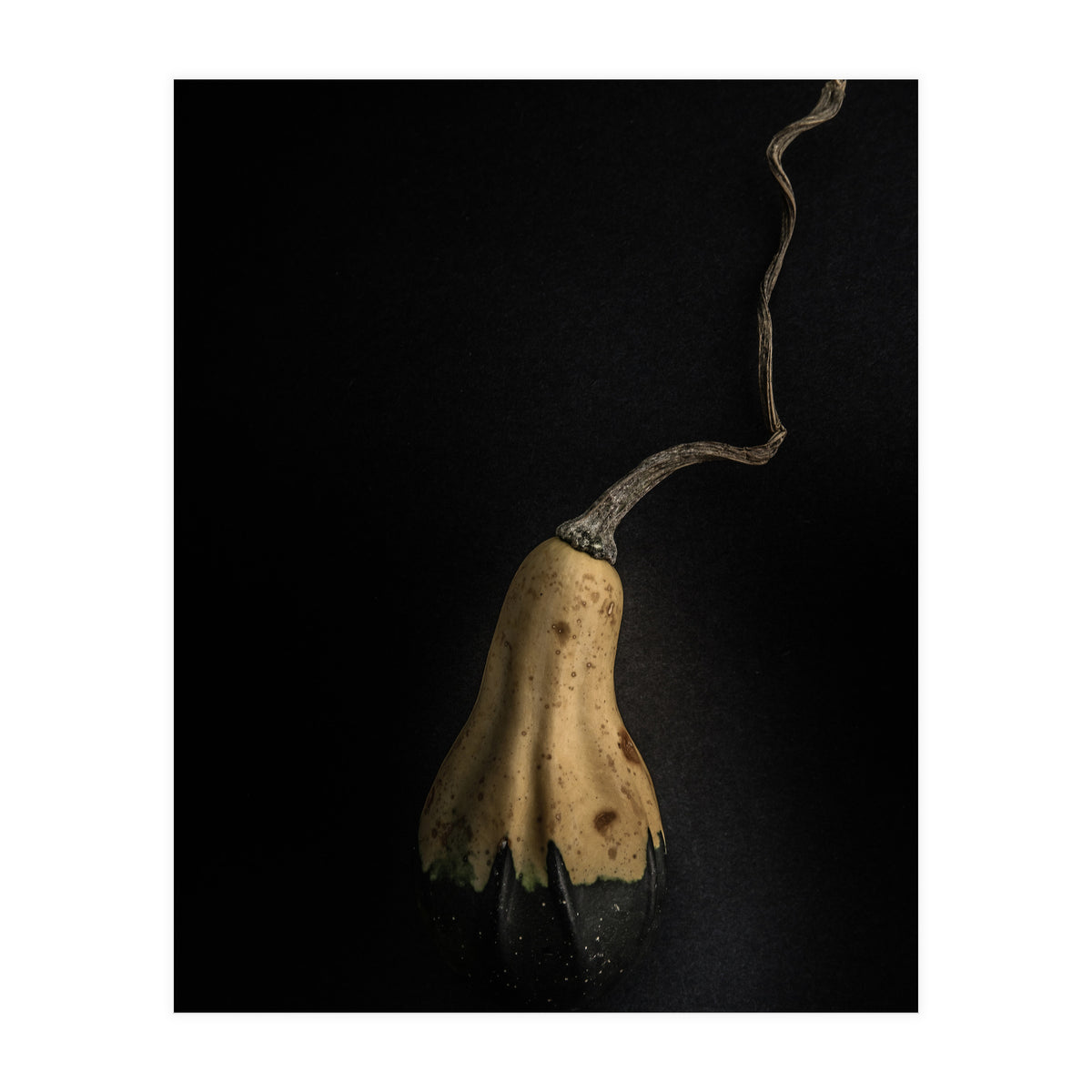 Gourds No 12 Color Version (Print Only)