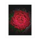 Red Rose (Print Only) thumbnail