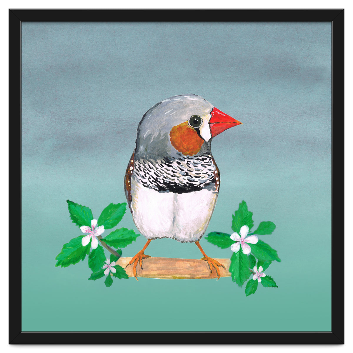 Zebra finch