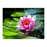Waterlilie (Print Only) thumbnail