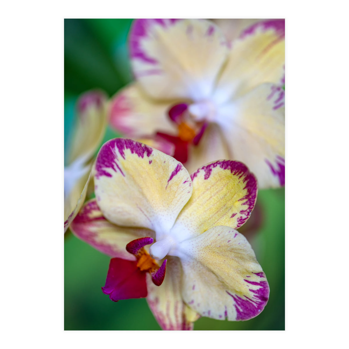 Orchidee Phalleanopsis (Print Only)