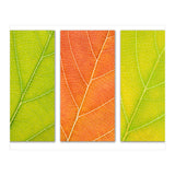 Autumn Leaves (Print Only) thumbnail
