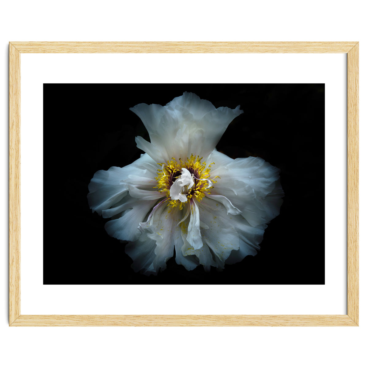 Backyard Flowers 49 Color Version