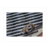 Feeding (Print Only) thumbnail