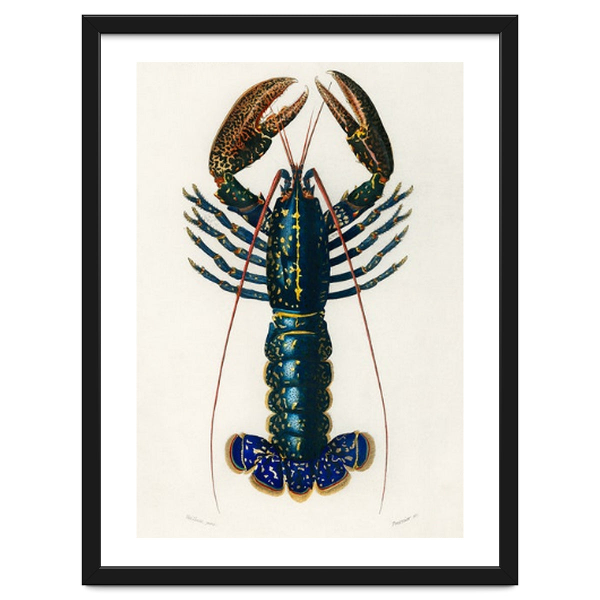 Crimson Crawfish illustrated