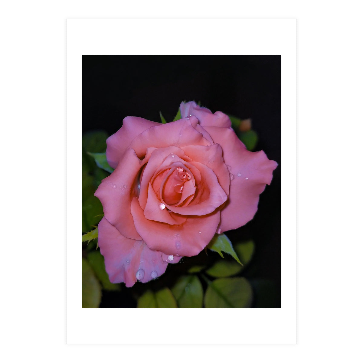 Pink Dew Rose (Print Only)