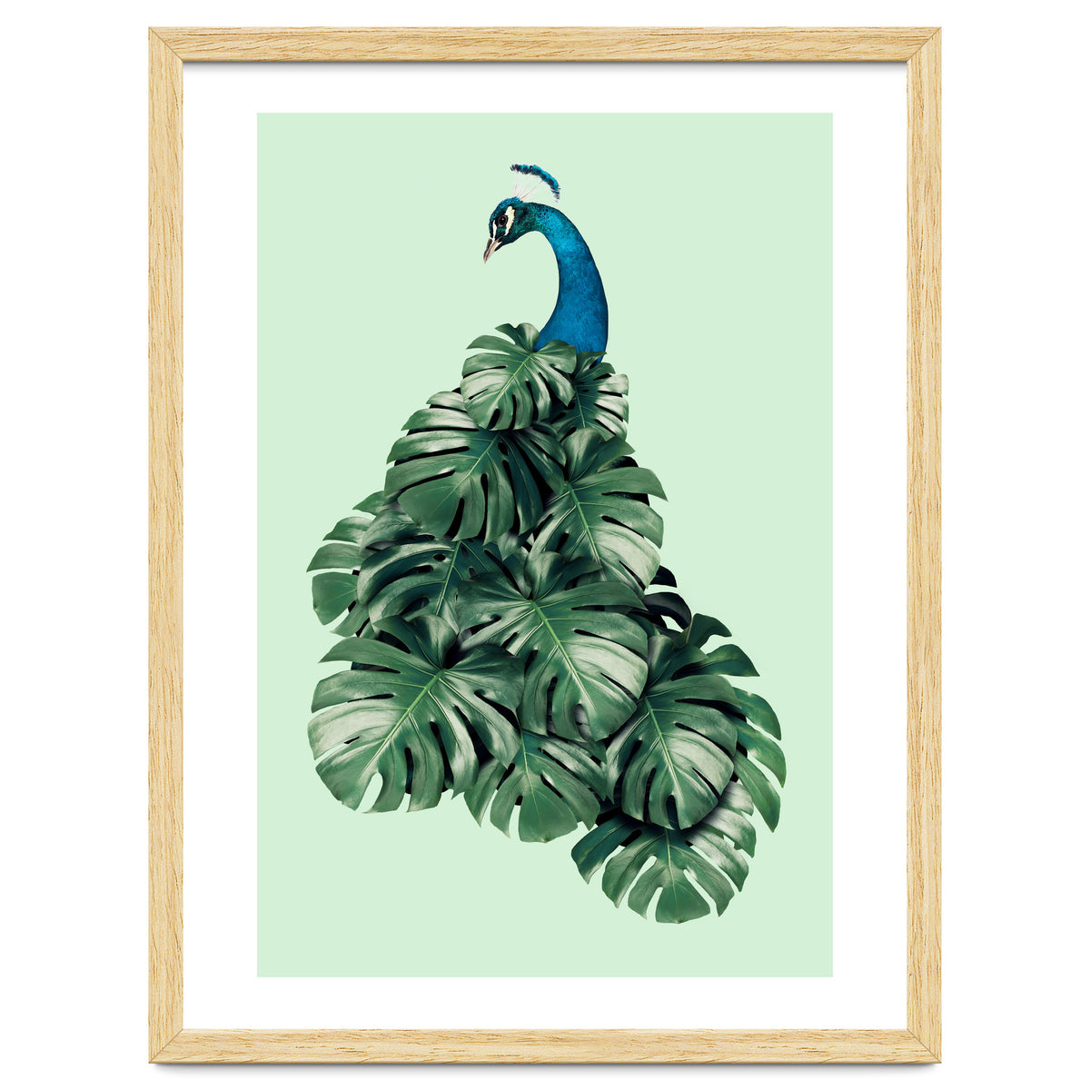 Monstera Bird