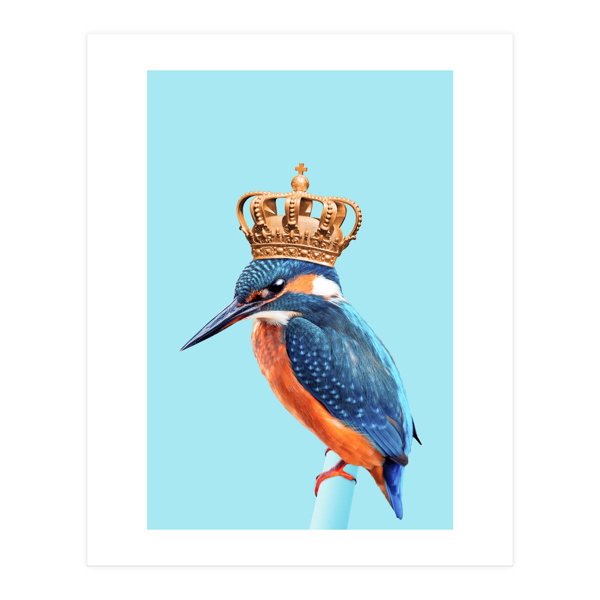 Kingfisher (Print Only)
