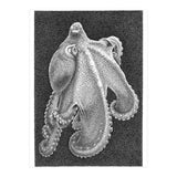 Octopus no. 2 (Print Only) thumbnail