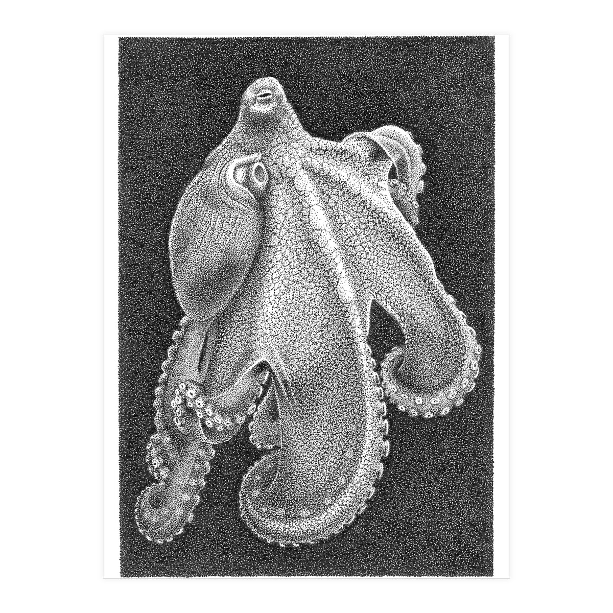 Octopus no. 2 (Print Only)