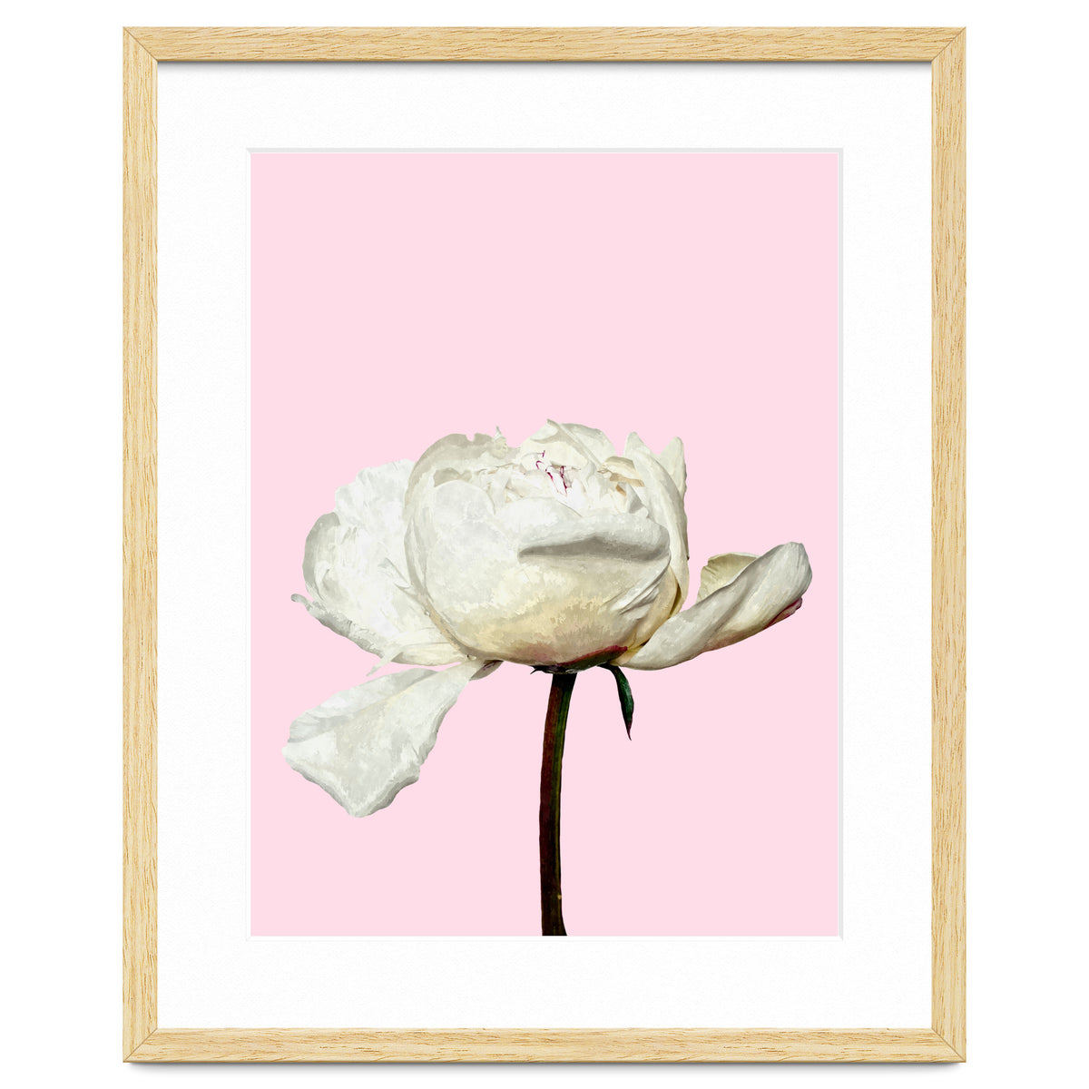 White Peony Pink Background