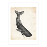 balena (Print Only) thumbnail