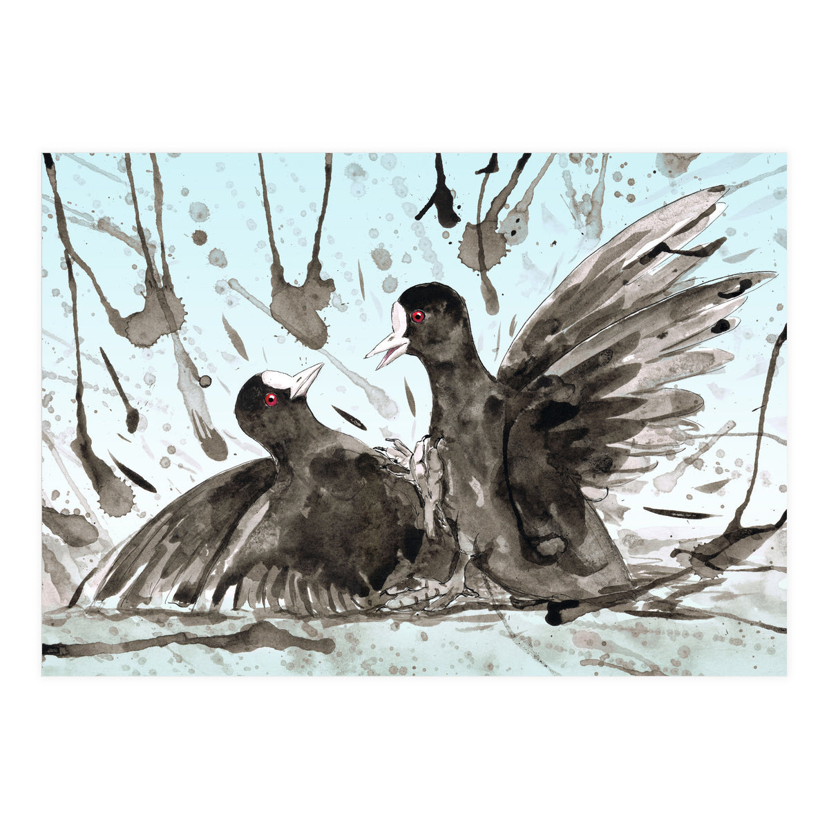 Fighting coots (Print Only)