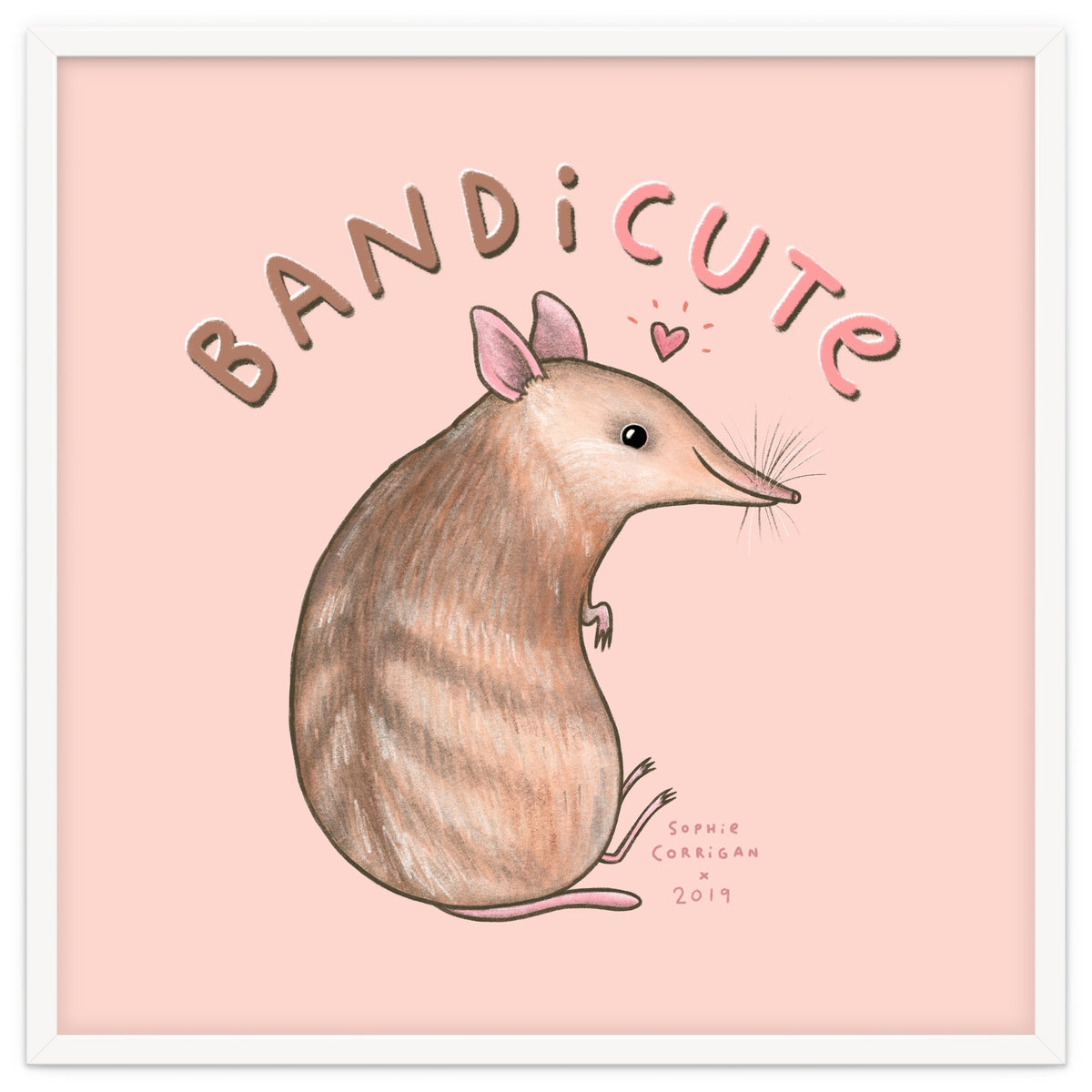 Bandicute