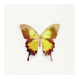 Tropical Butterfly (Print Only) thumbnail