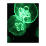 Jellyfish (Print Only) thumbnail