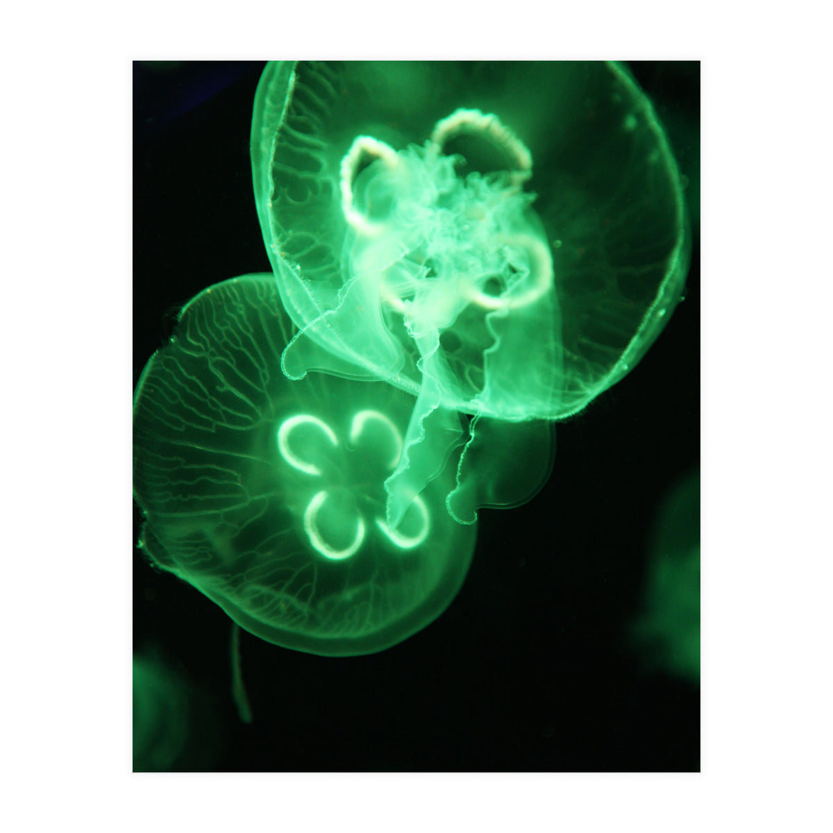 Jellyfish (Print Only)