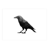 Crowscape (Print Only) thumbnail