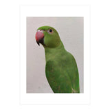 Cute Indian Parakeet (Print Only) thumbnail