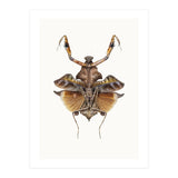 Cc Insects 06 (Print Only) thumbnail