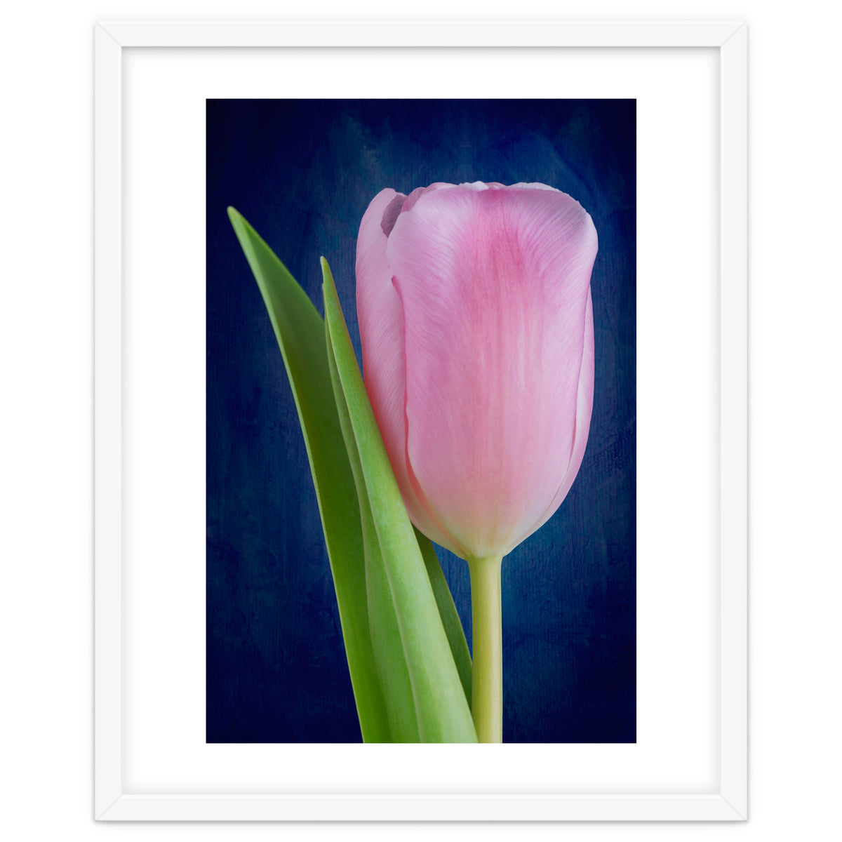 Tulip