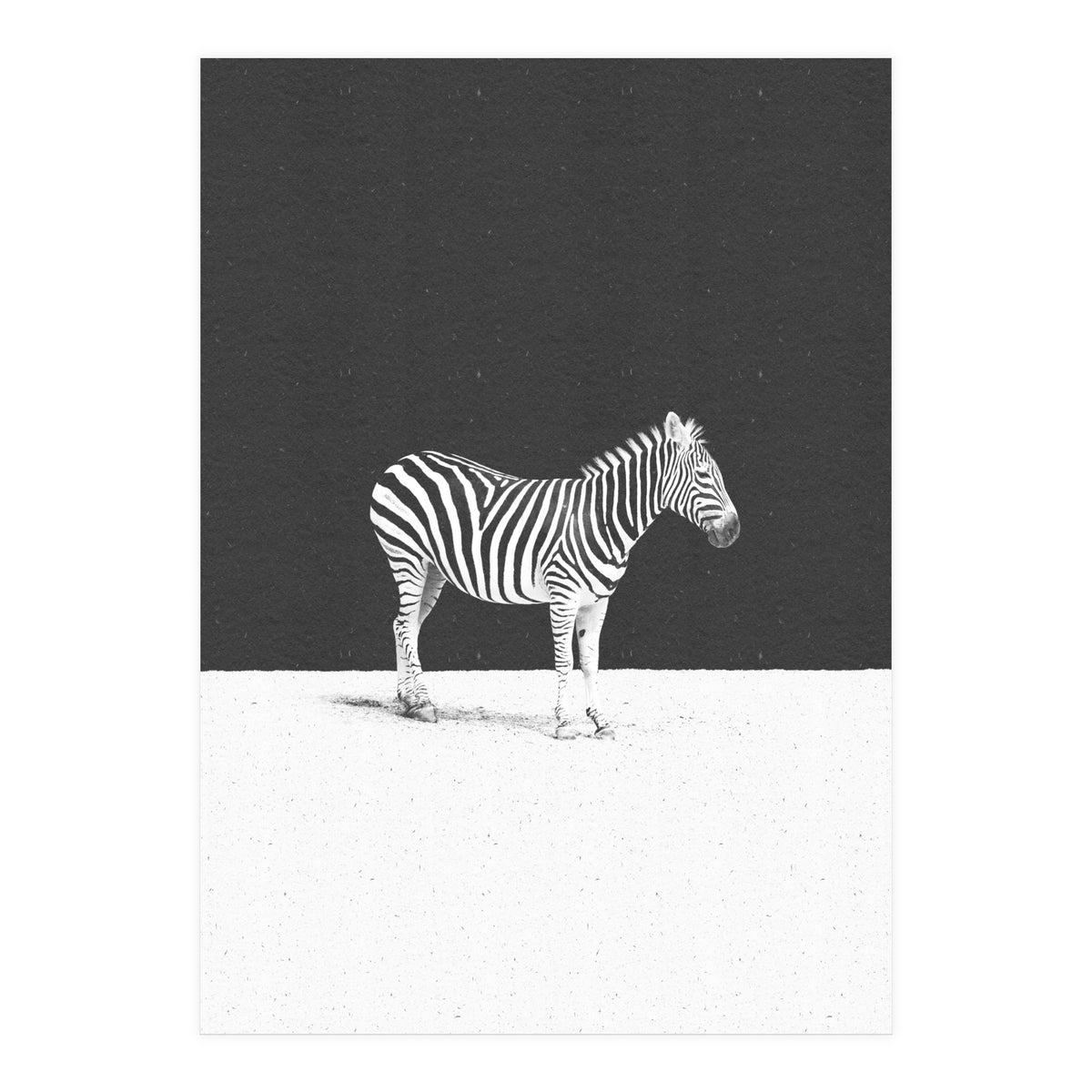 CAMOUFLAGE (Print Only)