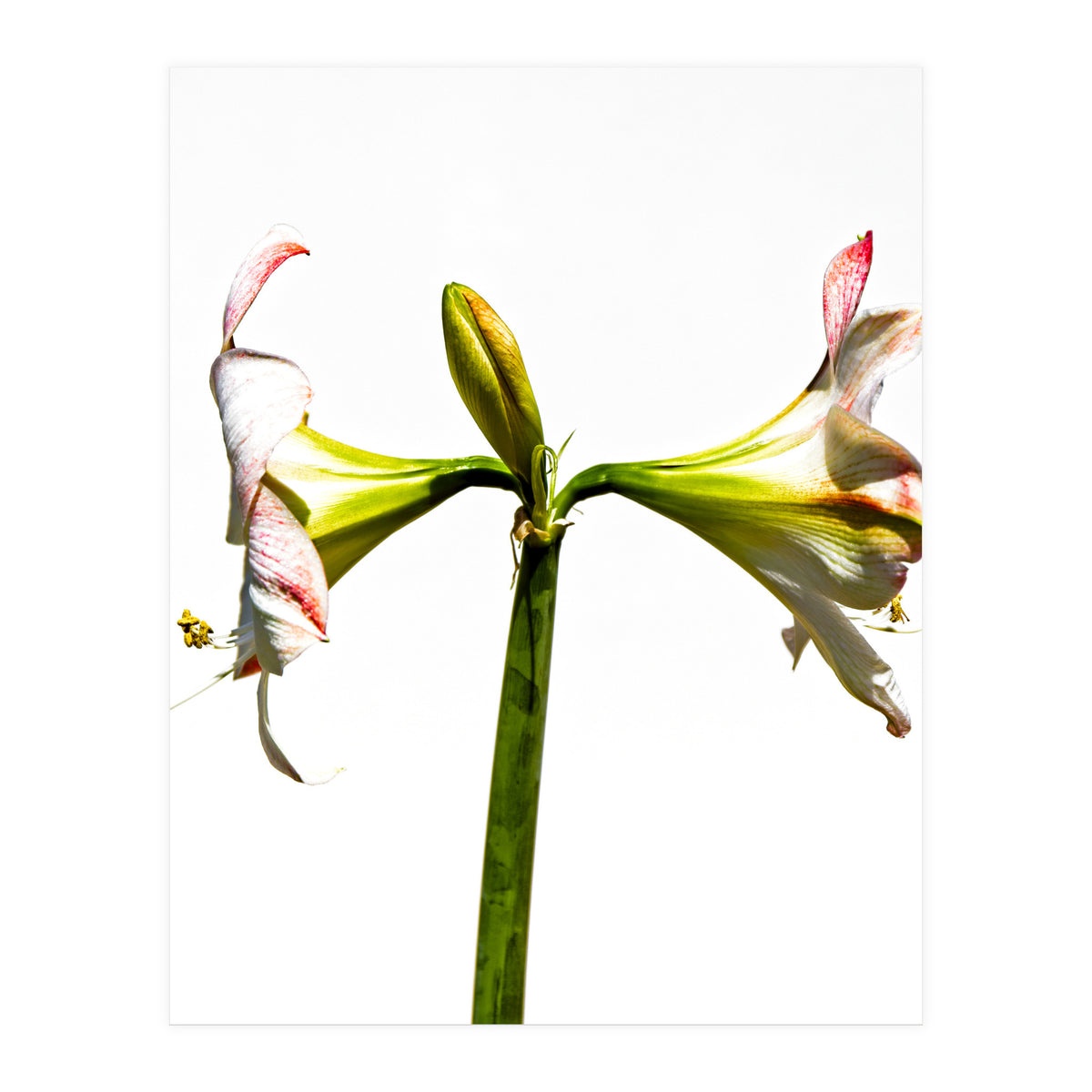 Amaryllis 3 (Print Only)
