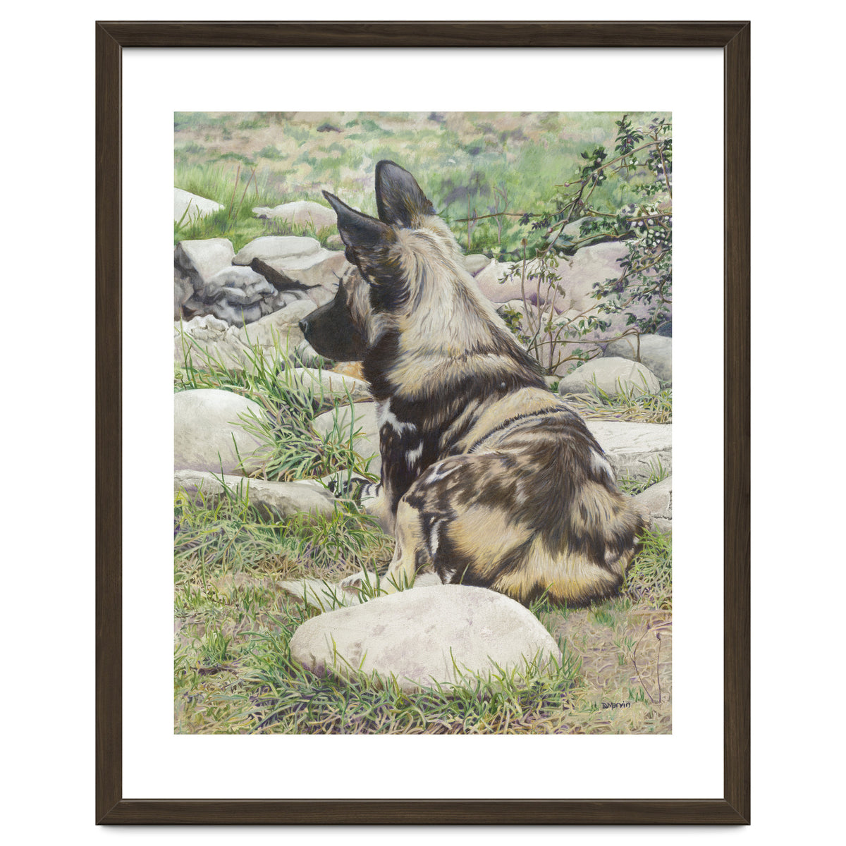 African Painted Dog I